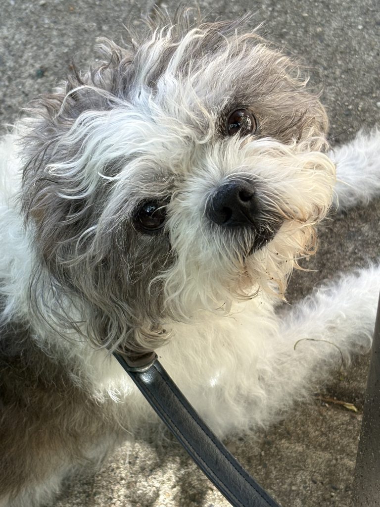 a close-up of a cute fluffy grey and white dog, a shih-tzu mix. 
